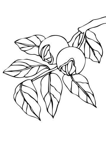 Walnut Branchlet Coloring Page